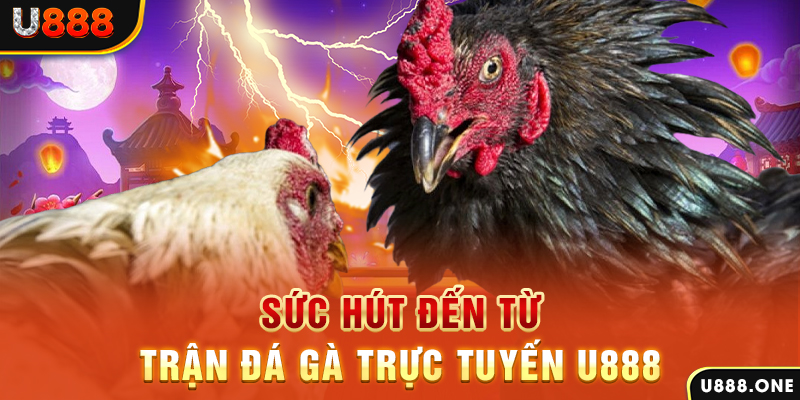 Sức hút đến từ trận đá gà trực tuyến U888